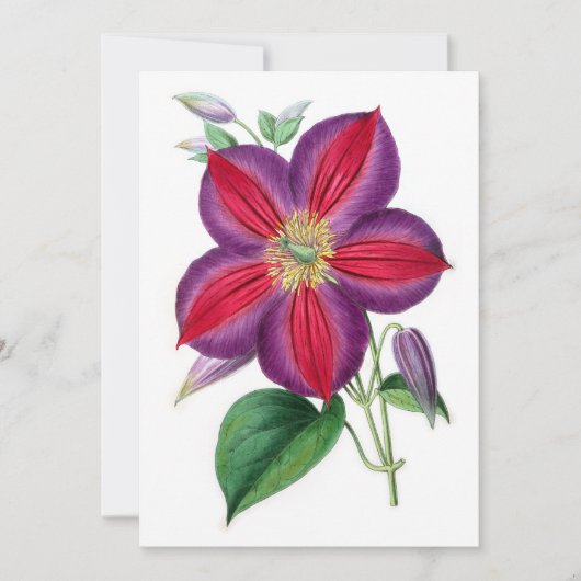 Clematis Magnifica (Voorkant)