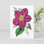 Clematis Magnifica (Staand voorkant)