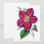 Clematis Magnifica (Voorkant / Achterkant)