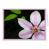 Clematis met bladeren (Voorkant Horizontaal)