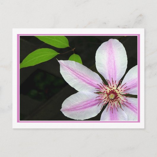 Clematis met bladeren briefkaart (Voorkant)