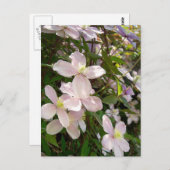 Clematis Montana Briefkaart (Voorkant / Achterkant)