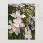 Clematis Montana Briefkaart (Voorkant)