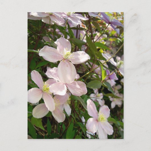Clematis Montana Briefkaart (Voorkant)