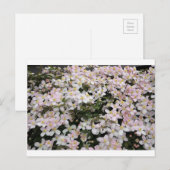 Clematis montana Mayleen Briefkaart (Voorkant / Achterkant)