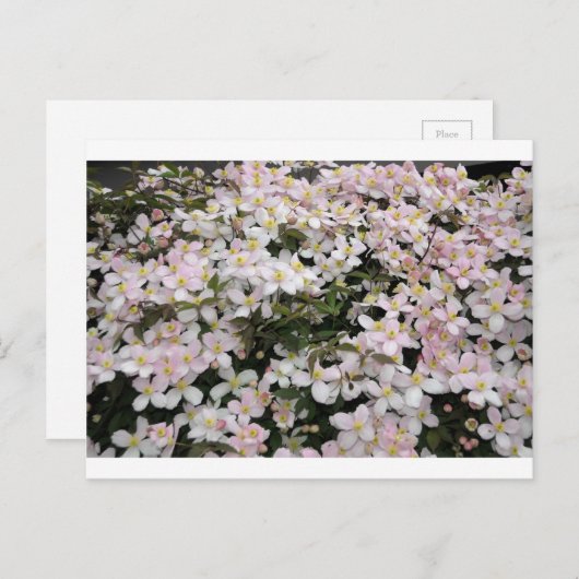 Clematis montana Mayleen Briefkaart (Voorkant / Achterkant)