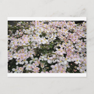 Clematis montana Mayleen Briefkaart