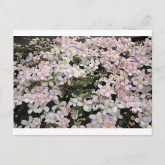 Clematis montana Mayleen Briefkaart