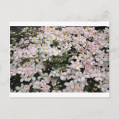 Clematis montana Mayleen Briefkaart (Voorkant)