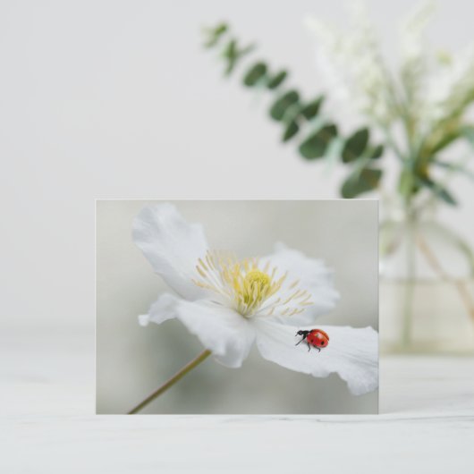 Clematis montana met ladybird briefkaart (Staand voorkant)