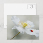 Clematis montana met ladybird briefkaart (Voorkant / Achterkant)