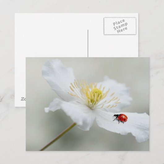 Clematis montana met ladybird briefkaart (Voorkant / Achterkant)