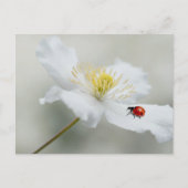 Clematis montana met ladybird briefkaart (Voorkant)
