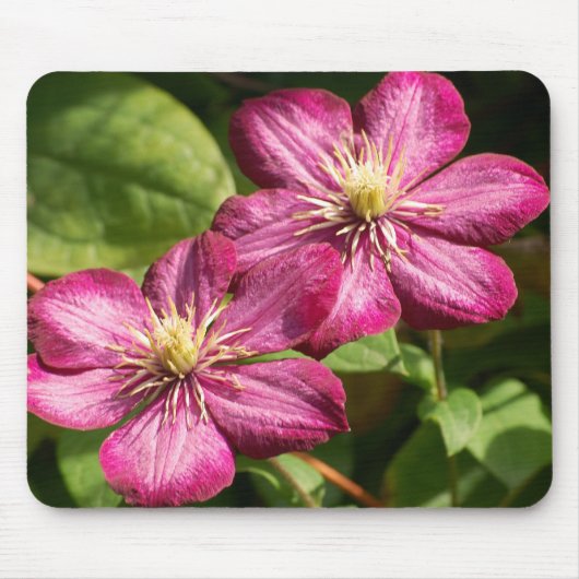 Clematis Muismat (Voorkant)
