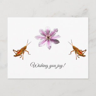 Clematis Nelly Moser. Veel plezier gewenst! Briefkaart