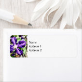 Clematis op een stenen muur etiket (Insitu)