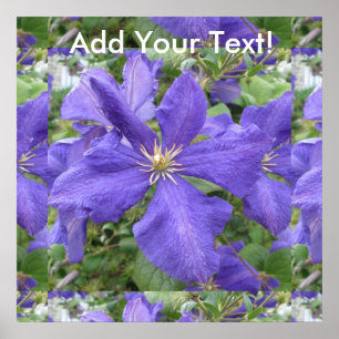 Clematis Paarse groene bloem Poster