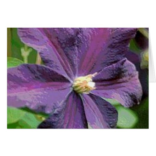 Clematis Paarse ventilatorKaart (Voorkant Horizontaal)