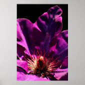 Clematis Poster (Voorkant)