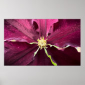 Clematis Poster (Voorkant)