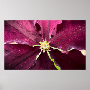 Clematis Poster