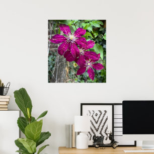 Clematis Poster