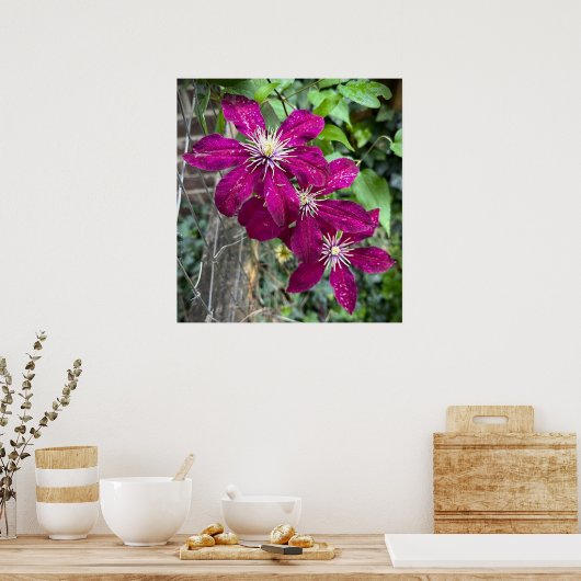 Clematis Poster (Keuken)