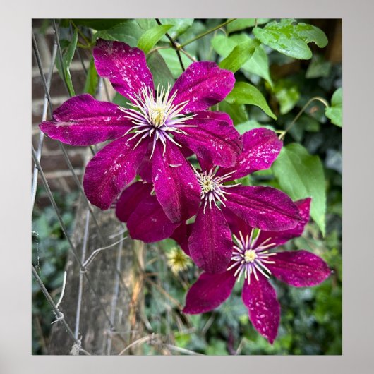 Clematis Poster (Voorkant)