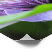 Clematis Print (Hoek)