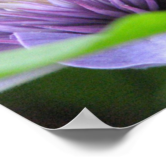 Clematis Print (Hoek)