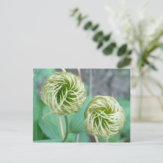 Clematis Seed Head Briefkaart (Staand voorkant)