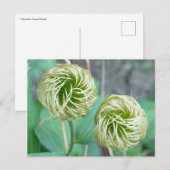 Clematis Seed Head Briefkaart (Voorkant / Achterkant)