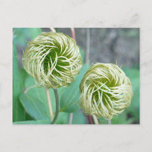 Clematis Seed Head Briefkaart
