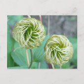 Clematis Seed Head Briefkaart (Voorkant)