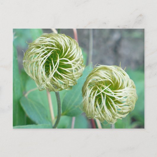 Clematis Seed Head Briefkaart (Voorkant)