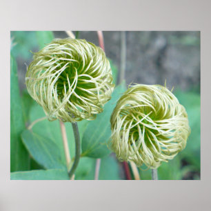 Clematis Seed Head Poster