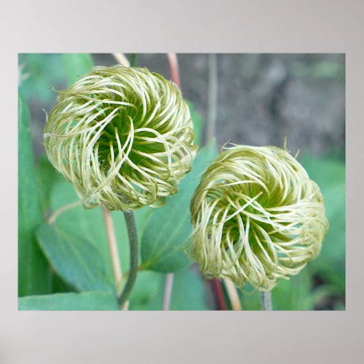 Clematis Seed Head Poster (Voorkant)