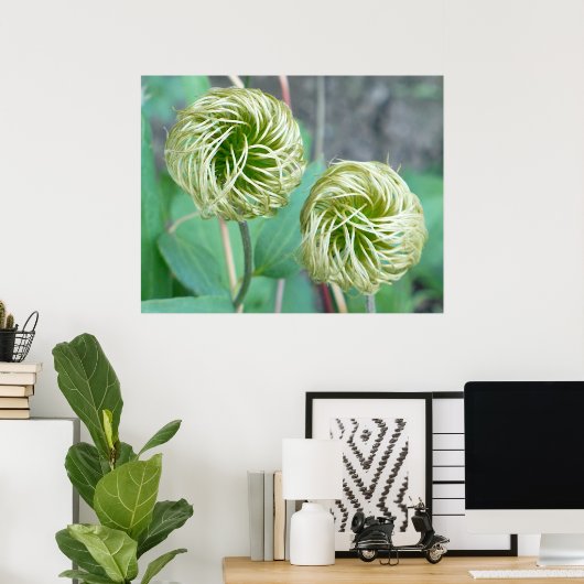 Clematis Seed Head Poster (Thuiskantoor)