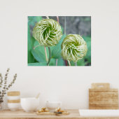 Clematis Seed Head Poster (Keuken)