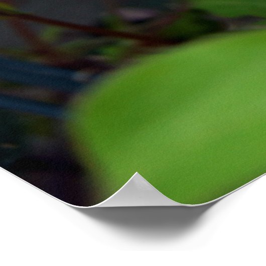 Clematis Spring Poster (Hoek)