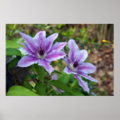 Clematis Spring Poster (Voorkant)