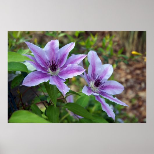 Clematis Spring Poster (Voorkant)