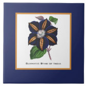 Clematis Star van India Botanische illustratie Tegeltje (Voorkant)