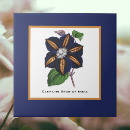 Clematis Star van India Botanische illustratie Tegeltje
