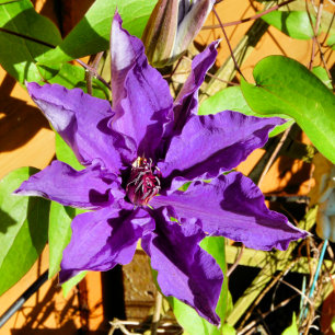 CLEMATIS TEGELTJE