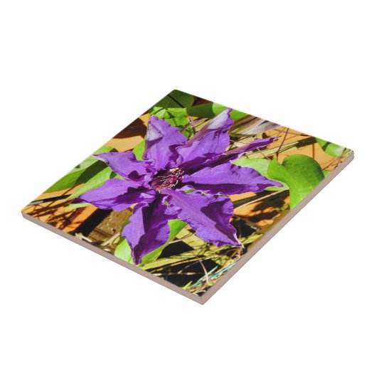 CLEMATIS TEGELTJE (Zijkant)