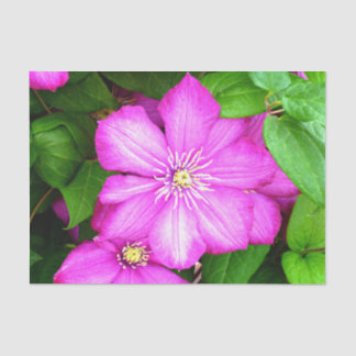 Clematis Tissuepapier