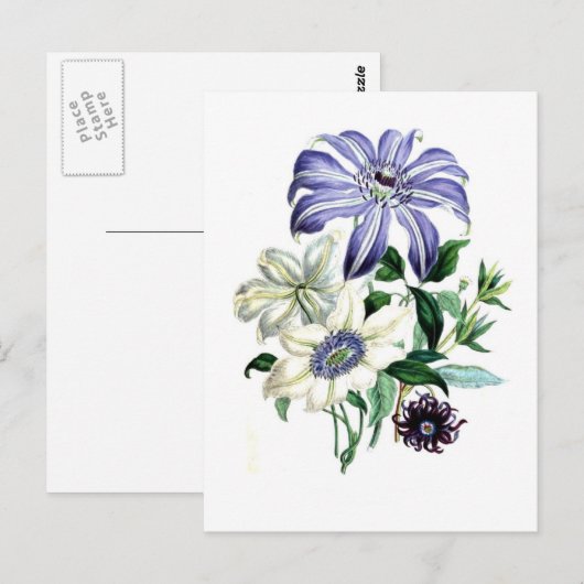 Clematis van Jane Loudon Briefkaart (Voorkant / Achterkant)