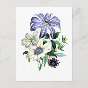 Clematis van Jane Loudon Briefkaart