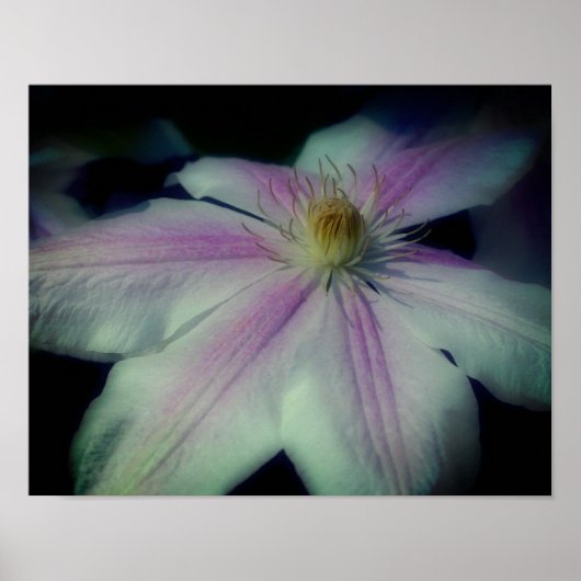 Clematis verdampt petals dicht bij elkaar poster (Voorkant)
